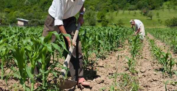 Segurado especial terá novas regras para comprovar atividade rural