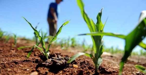 Produtor rural pessoa física - Contribuição previdenciária sobre a comercialização da produção rural