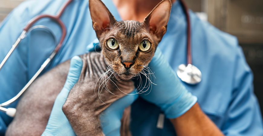 Comissão aprova dedução de até 4% no IR para pessoas física e empresas que doarem para programa de controle de zoonoses