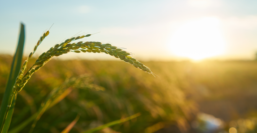Contrata+Brasil amplia venda da agricultura familiar para escolas públicas