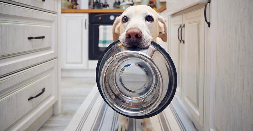 Imposto por pet: descubra como funciona esse tributo que já existe na Europa