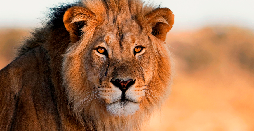 Após o Carnaval, organize-se para a Declaração do Imposto de Renda 2025