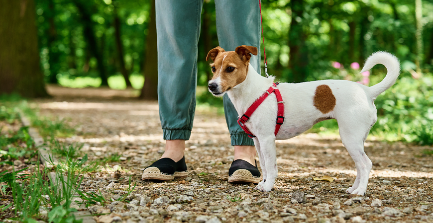Fazenda desmente fake news e afirma que não está criando imposto para donos de pets