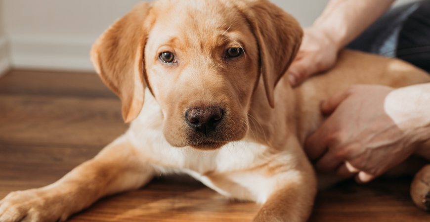 Haddad desmente fake news sobre taxação de Pix e impostos em animais de estimação