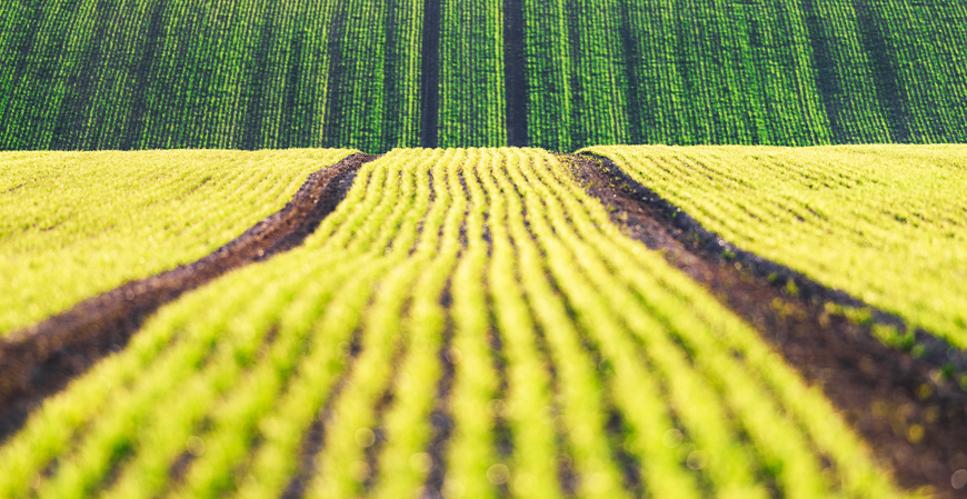 Justiça garante crédito de PIS/Cofins para empresa do agro