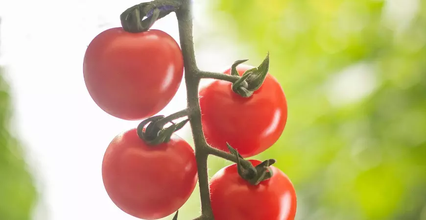 Lei do Bem completa 18 anos e Agro subestima incentivo fiscal 