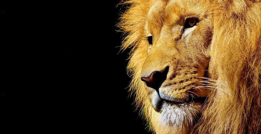 Reforma Tributária e o Imposto de Renda: Perspectivas para Empresas e Contribuintes