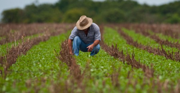 Receita orienta sobre recolhimento da contribuição do Produtor Rural Pessoa Física