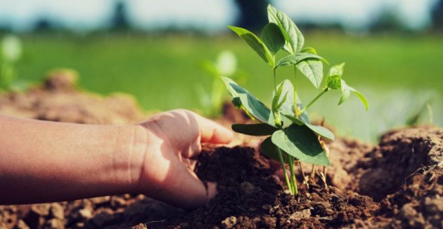 PGFN permite Transação Excepcional para dívida rural de pequenos produtores e agricultores familiares