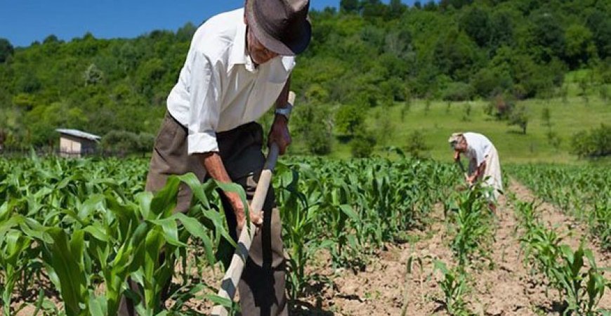 Garantia-Safra: Governo libera auxílio para agricultores