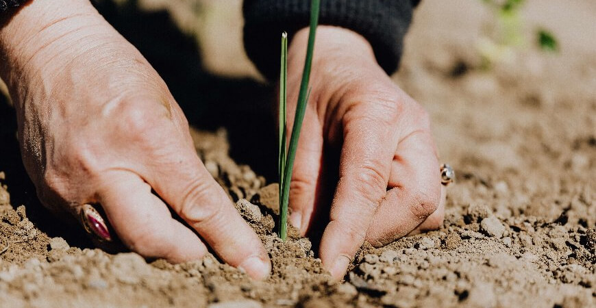 Alimenta Brasil: governo cria programa para incentivar agricultura familiar