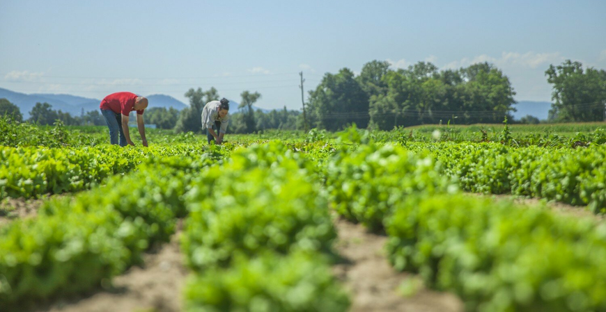 Produtores rurais no PR ganham mais tempo para emissão da NFP-e