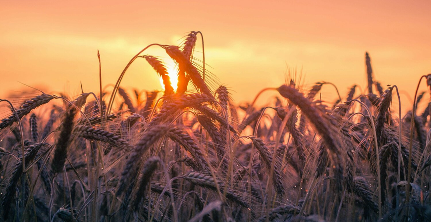 A nova era da segurança no campo: como a harmonização entre NR-1 e NR-31 impacta a gestão rural e o eSocial