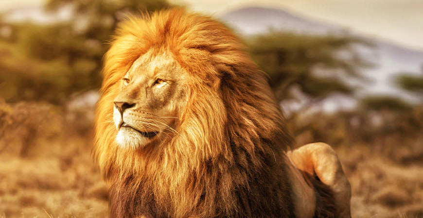 Por que o leão virou símbolo do Imposto de Renda?