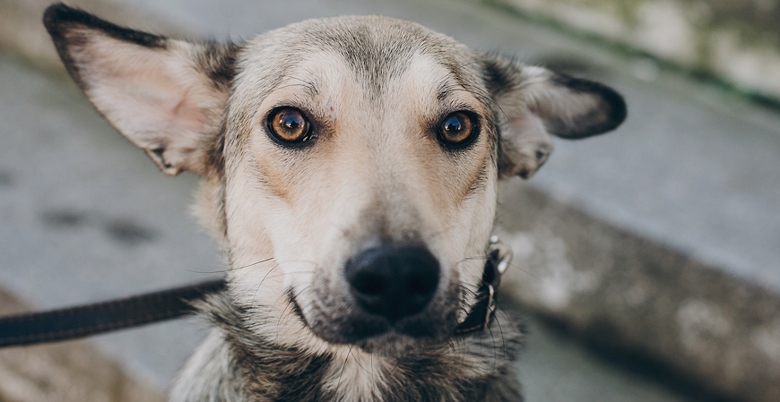 PL quer ampliar deduções no IR e incluir doações para a proteção de animais