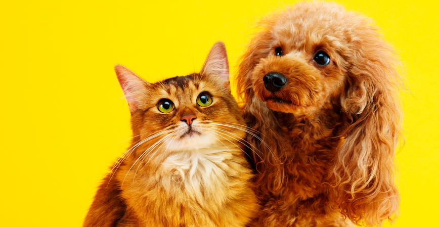 Projeto autoriza dedução no IR para saúde de pets