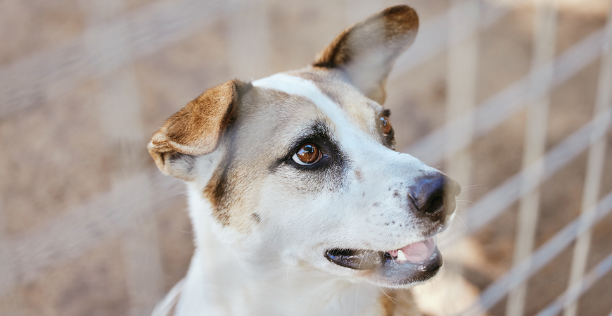 Projeto de Lei perdoa débitos fiscais de entidade protetora de animais