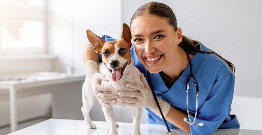 Reforma tributária pode elevar em até 30% os preços dos planos de saúde para animais